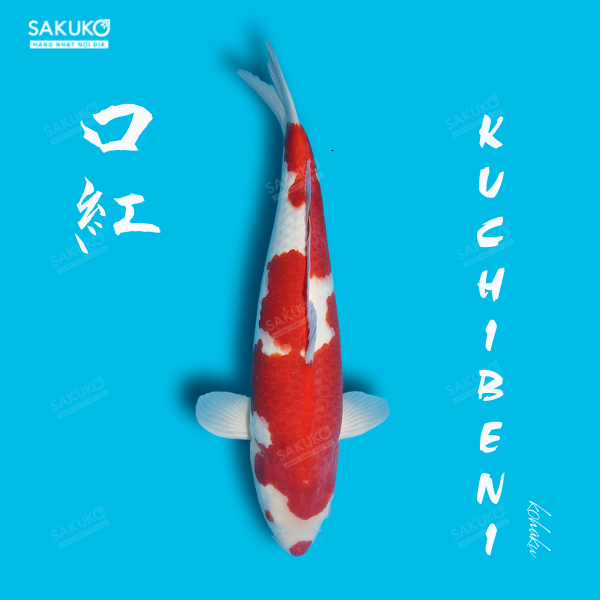 Biểu tượng cá Koi (鯉) trong văn hoá "xứ Phù Tang" | Sakuko Store