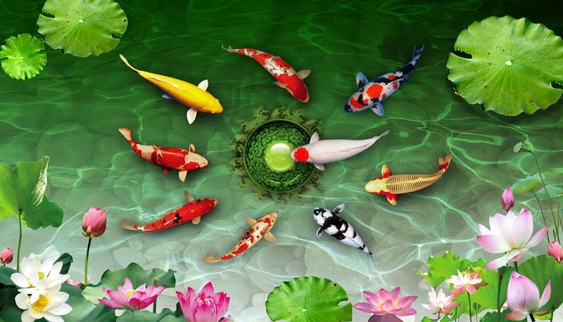 ca-koi-bieu-tuong-trong-van-hoa-nhat-ban-26-5