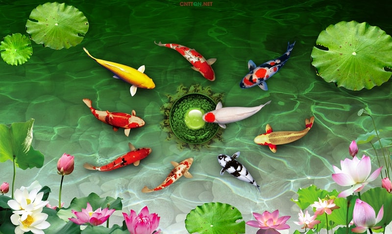 Ý nghĩa của những bức tranh cá Koi và địa chỉ mua uy tín