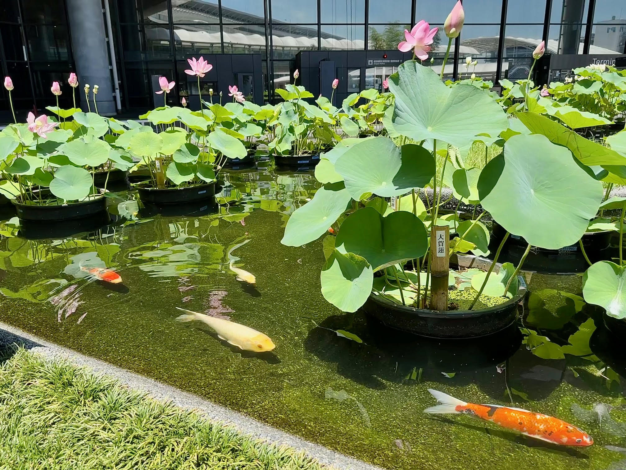 Lotus and Koi Pond at Narita Airport!! – Experience Tokyo – Travel, Discover and Explore