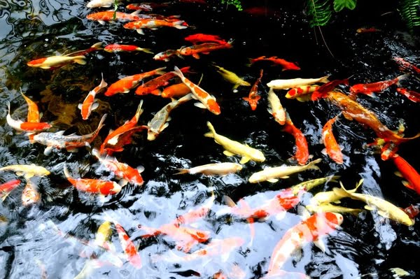 dich-vu-bao-tri-bao-duong-cham-soc-ho-koi-141-1