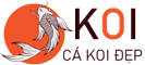 Thiết kế, thi công hồ cá koi đẹp