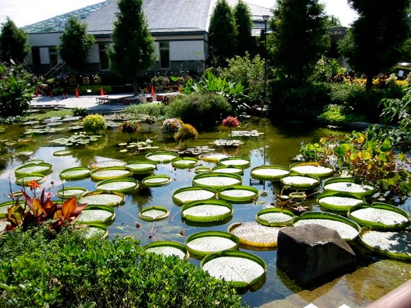 thiet-ke-san-vuon-dep-doc-nhu-y-115-11