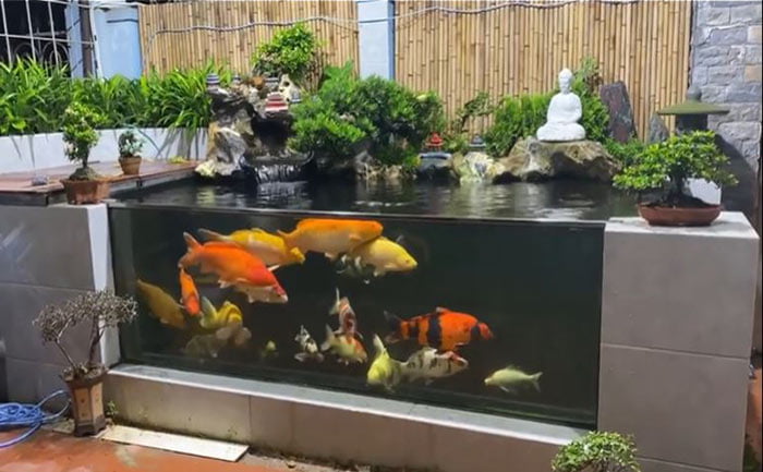 Cách nuôi cá Koi trong hồ kiếng cho người mới bắt đầu chơi - Minh Xuân Koi Farm