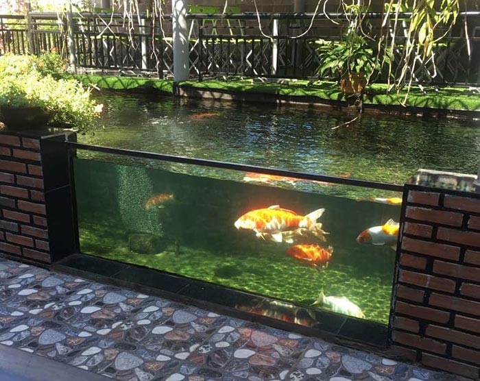 Hồ Kính Nuôi Cá Koi: Bí Quyết Tạo Nên Thiên Đường Sống Động Trong Nhà